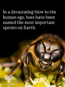 Lessons from the hive: Here’s what bees can teach us about working better 2 image